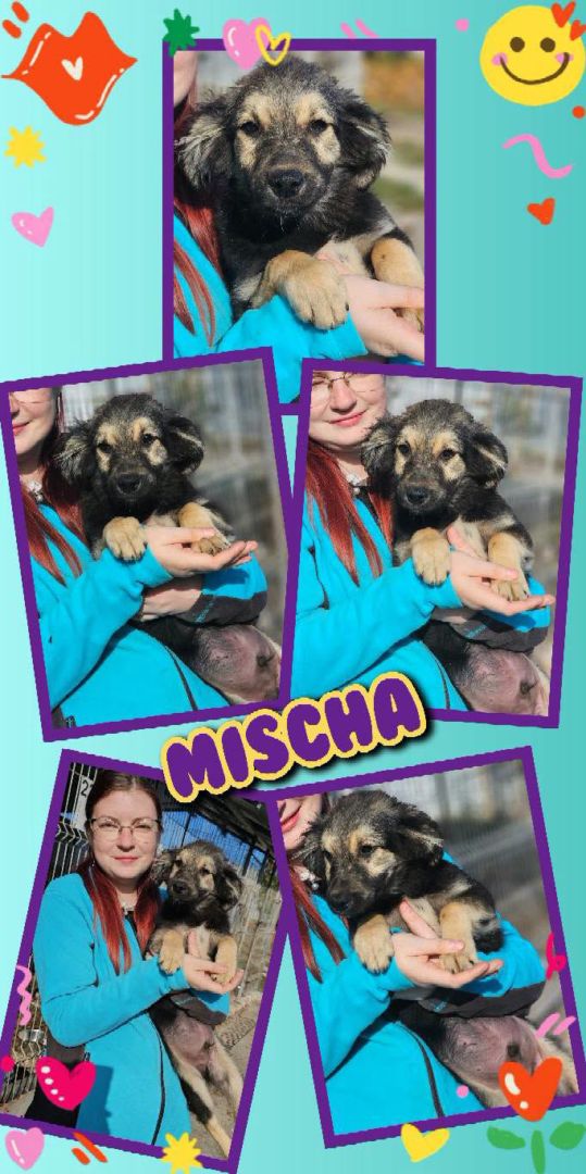 Mischa, Welpe-Mischling, Nürnberg
