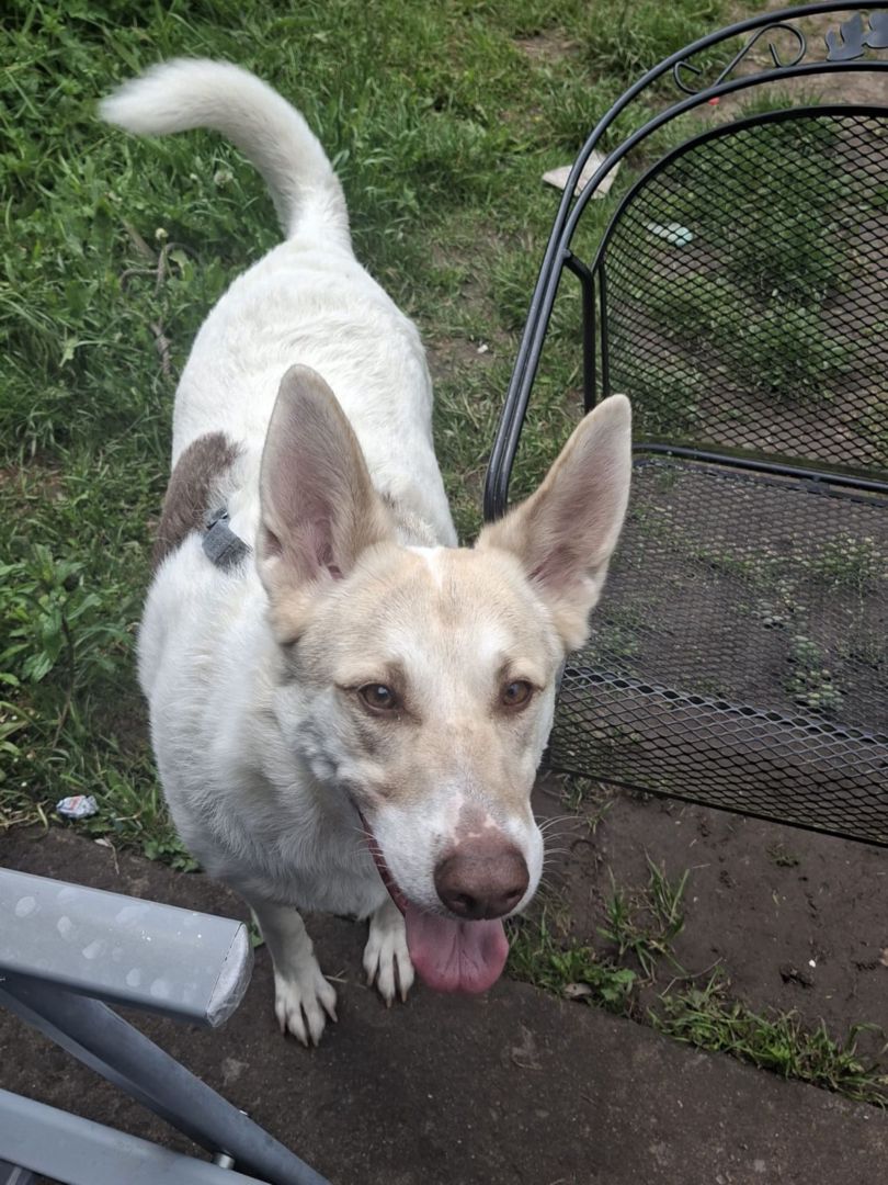 Lady, Schäferhund-Mix, Burgsinn