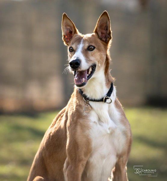 Mats, Galgo, Stuttgart