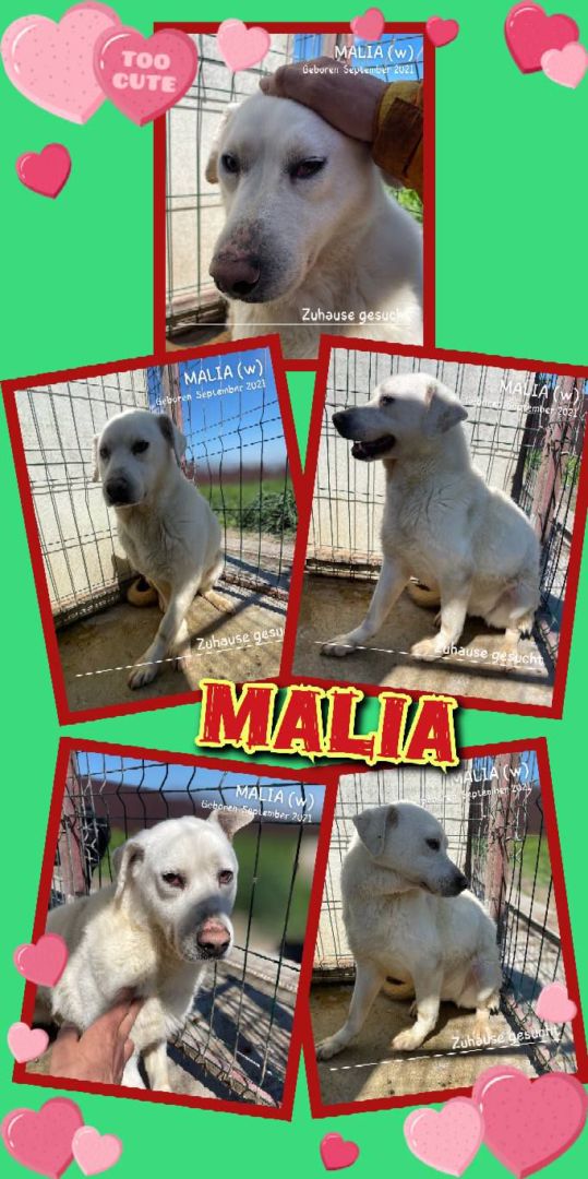 Malia, Mischling, Aufenthalt in Rumänien, Botoșani