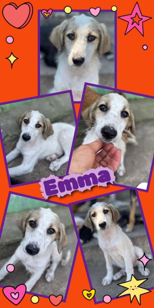 Emma, Mischling, Aufenthalt in Rumänien