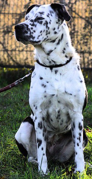 Sephora, Dogo Argentino-Dalmatiner-Mix, Stuttgart