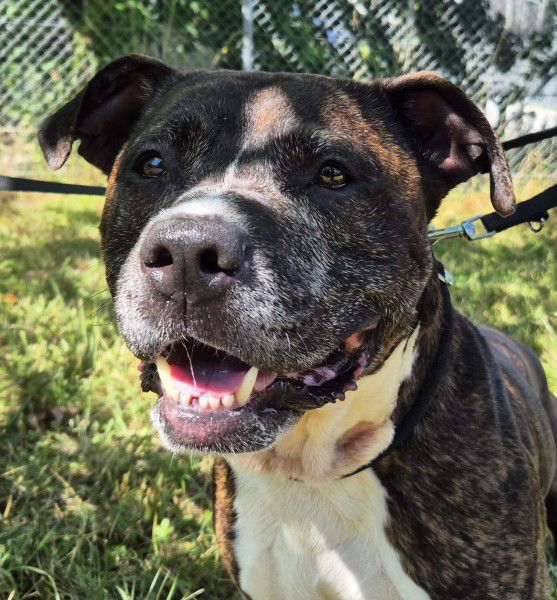 Aki, American Staffordshire Terrier, Stuttgart