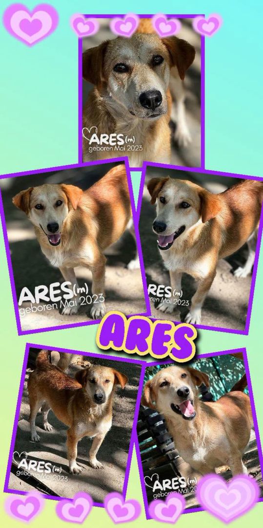 Ares, Mischling, Aufenthalt in Rumänien