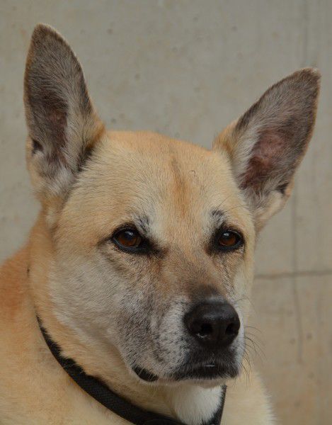 Olga, Belgischer Schäferhund - Mix, Stuttgart