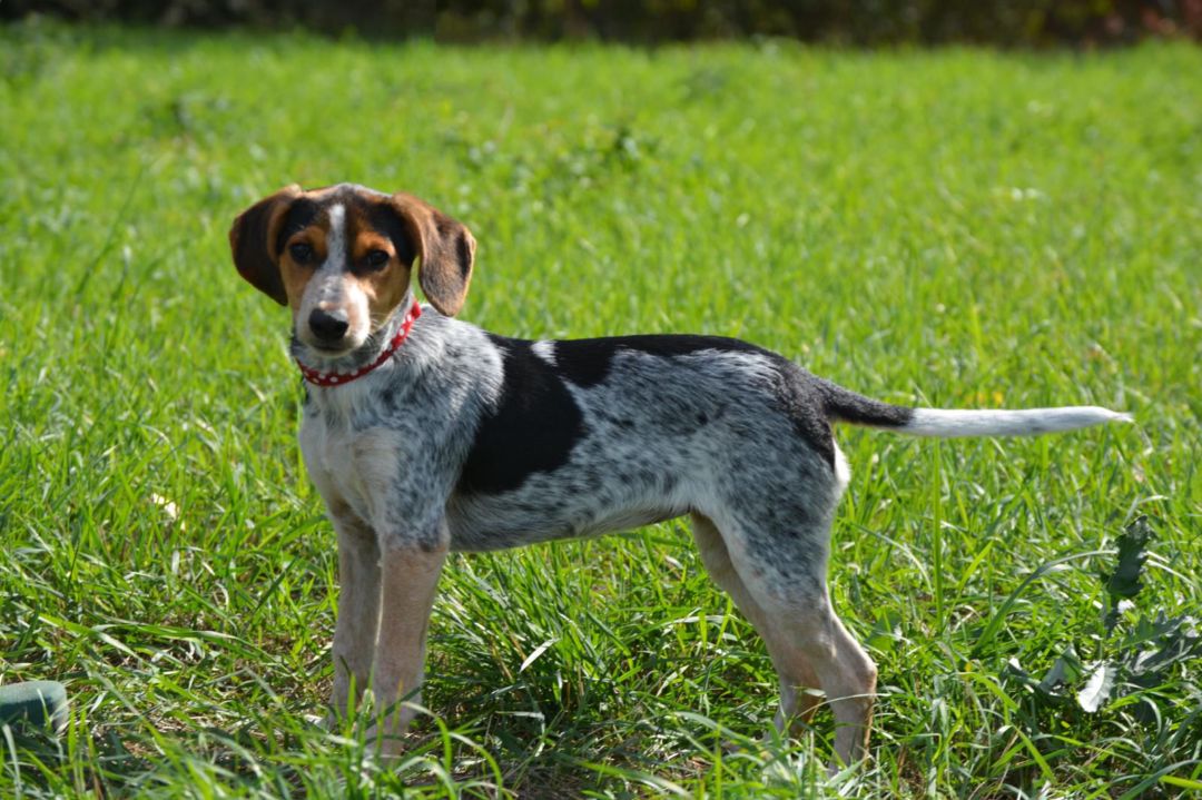 Nora, Mischling, Pflegestelle in Slowakei, Trencin