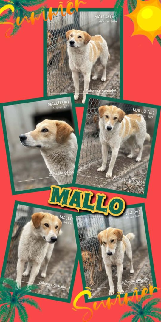 Mallo, Mischling, Aufenthalt in Rumänien