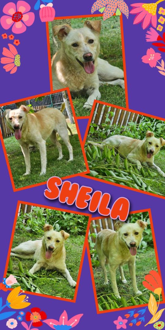 Sheila, Mischling, Aufenthalt in Rumänien