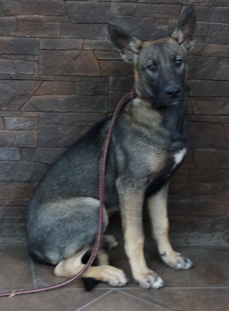 Anna, Schäferhund-Mischling, Pflegestelle in Slowakei, Hurbanovo