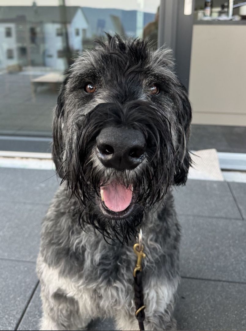 Peppi, Riesenschnauzer, Pegnitz