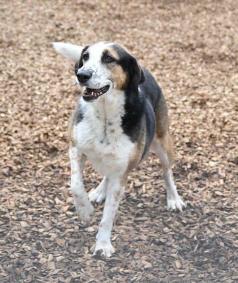 Milla, Jagdhund-Mix, Stuttgart
