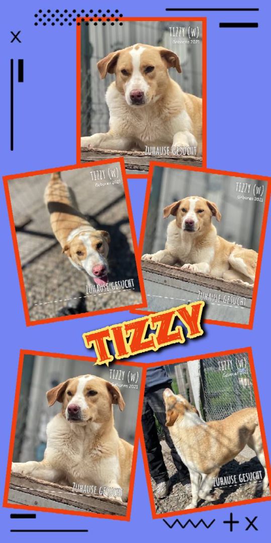 Tizzy, Mischling, Aufenthalt in Rumänien, Botoșani