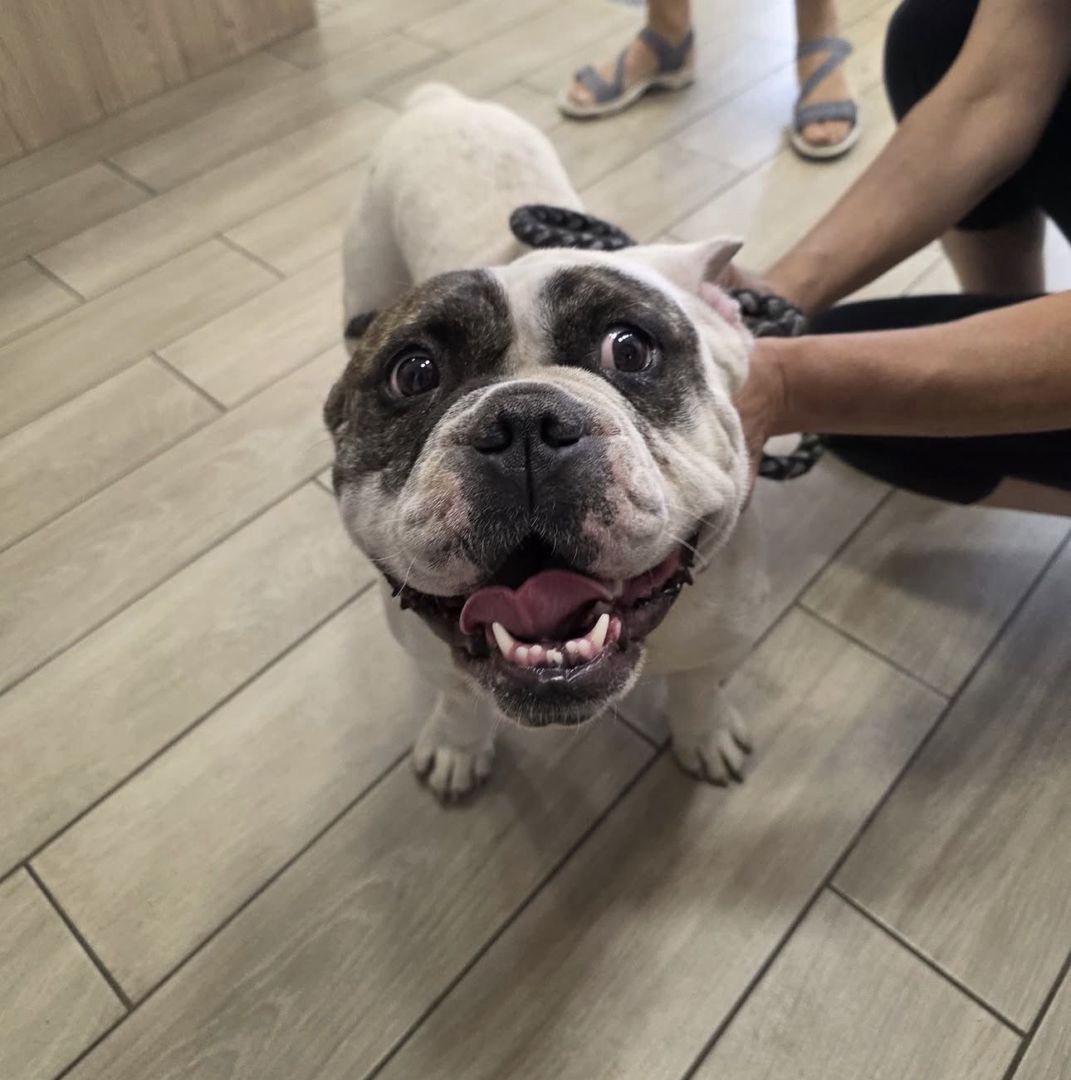 Spike , Französische Bulldogge Mix, Ungarn