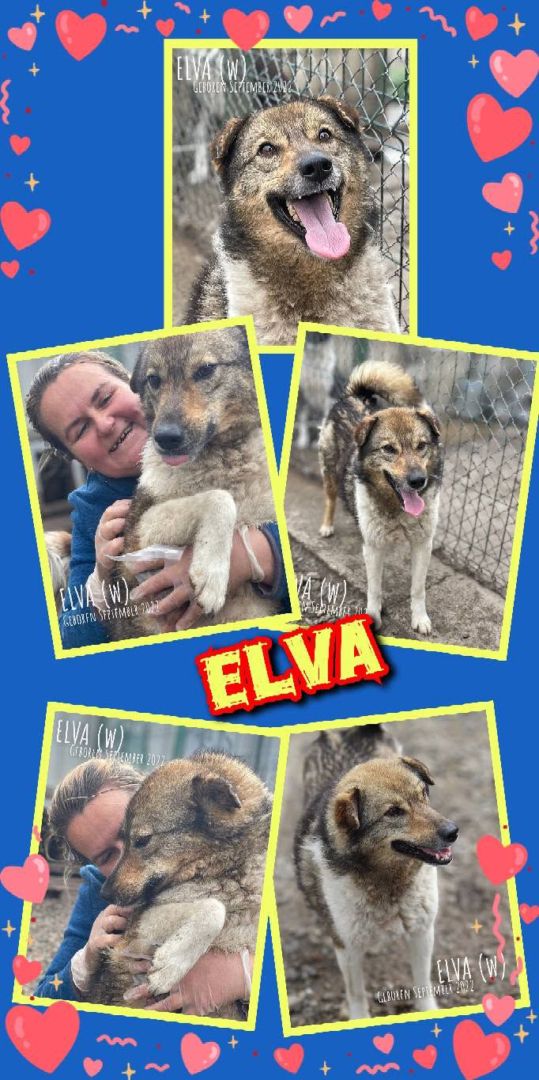 Elva, Mischling, Aufenthalt in Rumänien, Botoșani