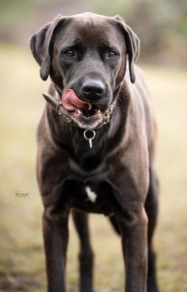 Blaze, Labrador-Ridgeback-Mix, Stuttgart