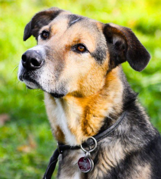 Lucius, Herdenschutzhund-Schäferhund-Mix, Stuttgart