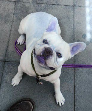 Loui, Franz. Bulldogge, Stuttgart