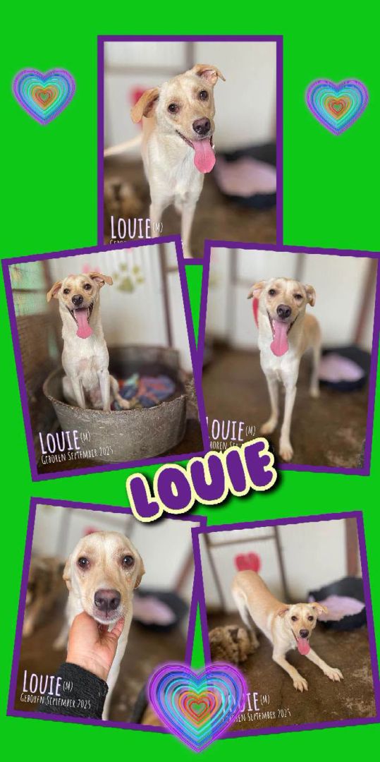 Louie, Mischling, Aufenthalt in Rumänien, Botoșani
