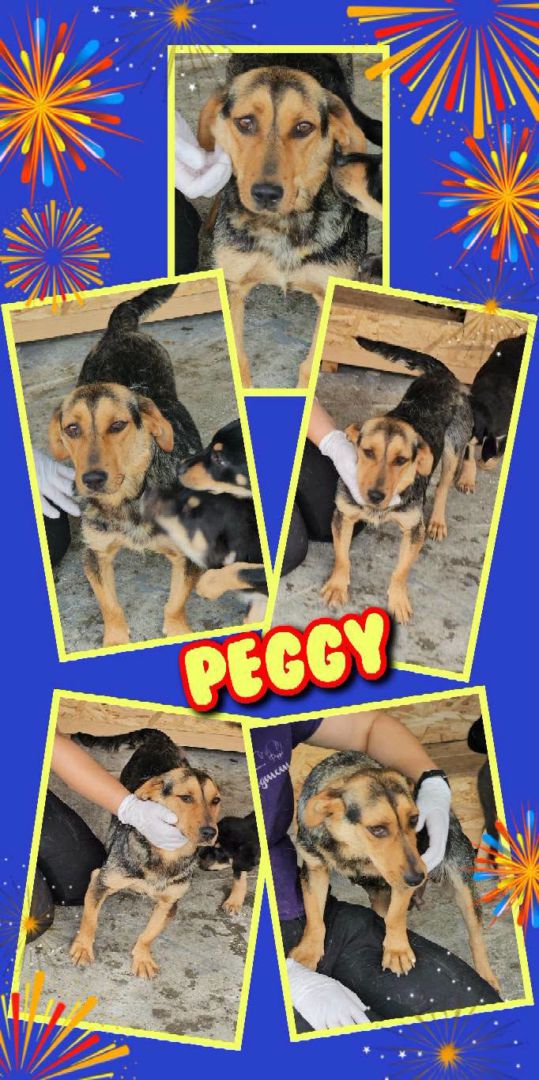 Peggy, Mischling, Aufenthalt in Rumänien, Botoșani